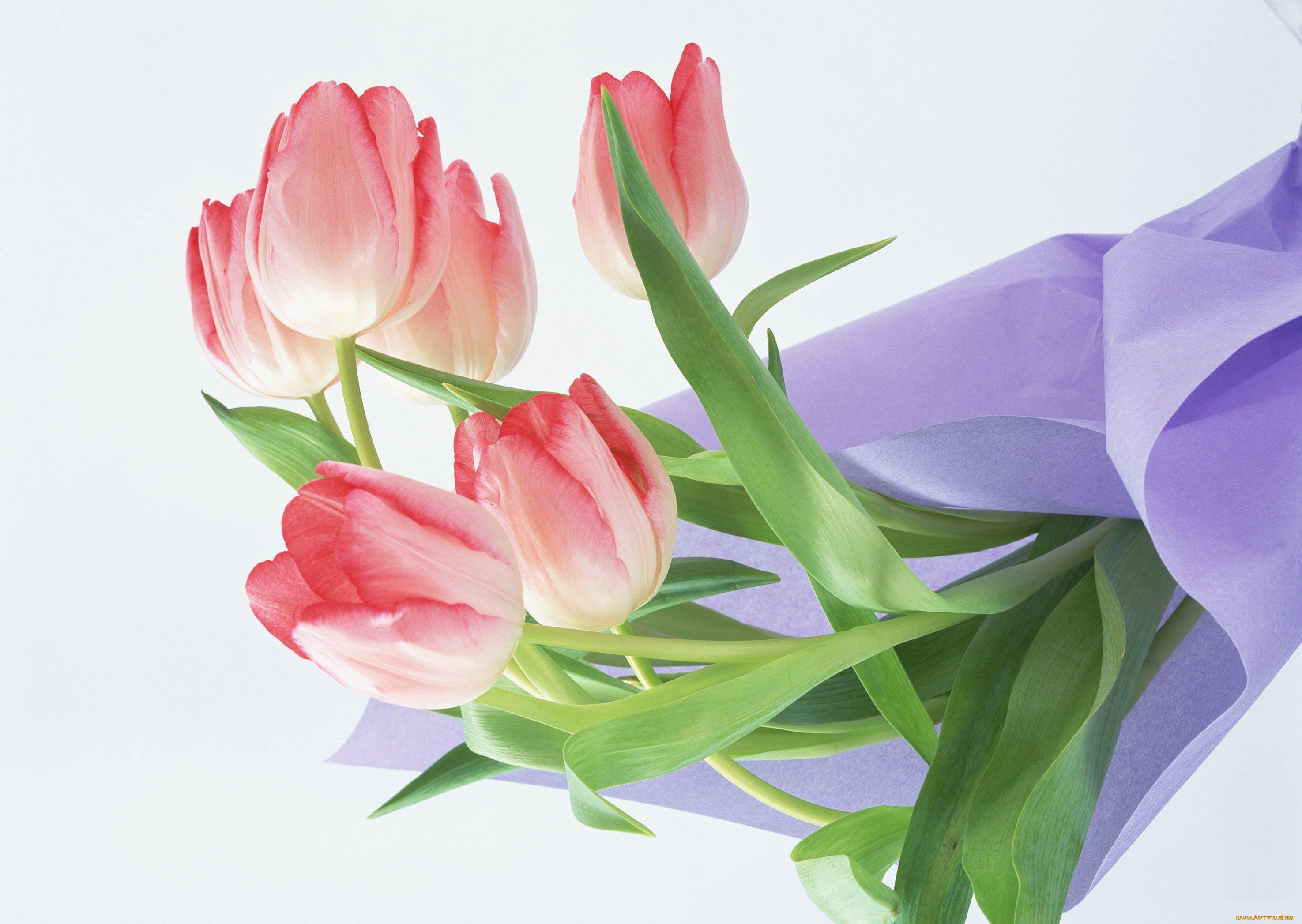 Тюльпаны открытки красивые с пожеланиями. Цветы тюльпаны. Открытка цветы. Весенние тюльпаны. Тюльпаны открытка.
